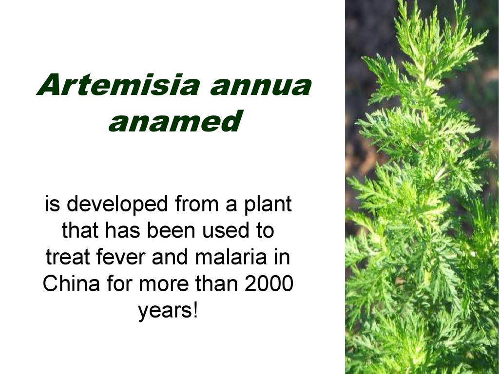 Artemisia annua, a plant between medicine and politics