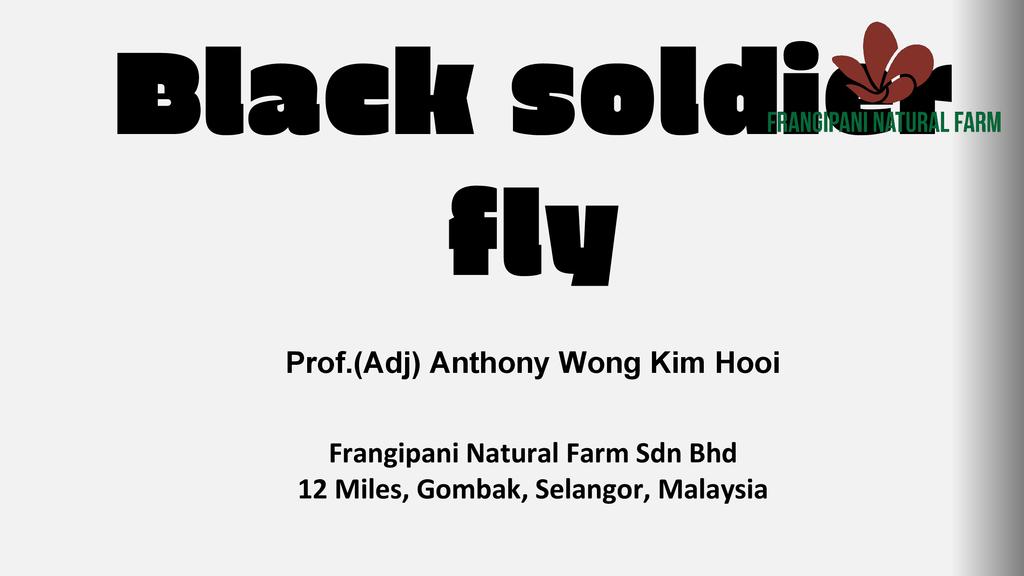 Black Soldier Fly Larvae for Chicken Feed ECHOcommunity